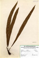 藏品(劍葉鐵角蕨)的圖片